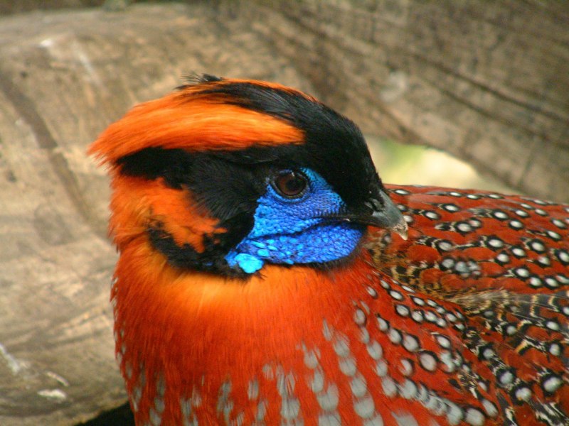 Глазчатый трагопан / Tragopan temminckii