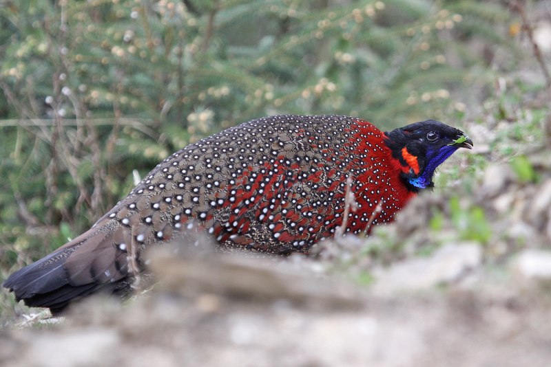 Черноголовый трагопан Tragopan melanocephalus