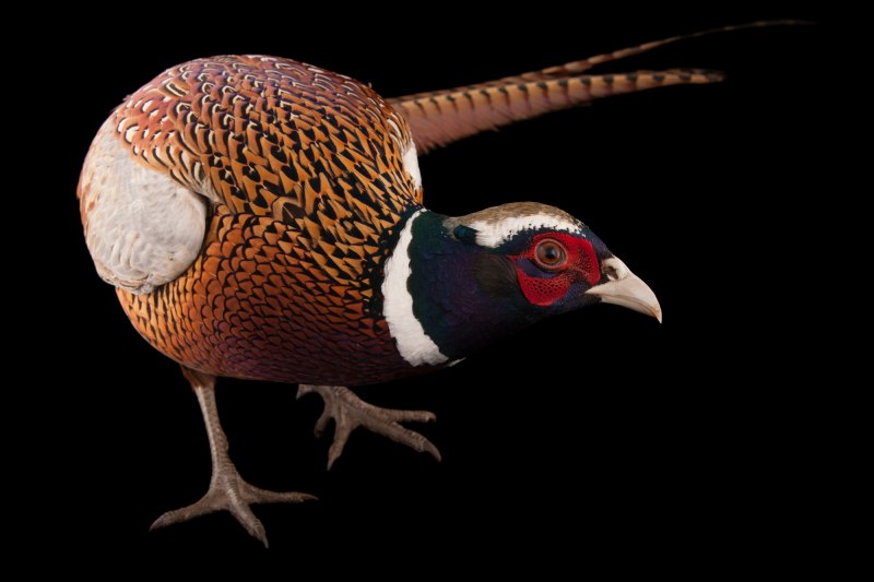 Ring-necked Pheasant