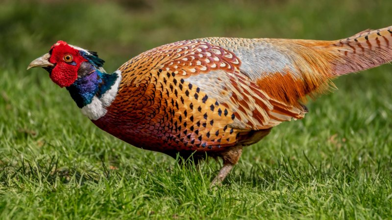 Pheasant's foot