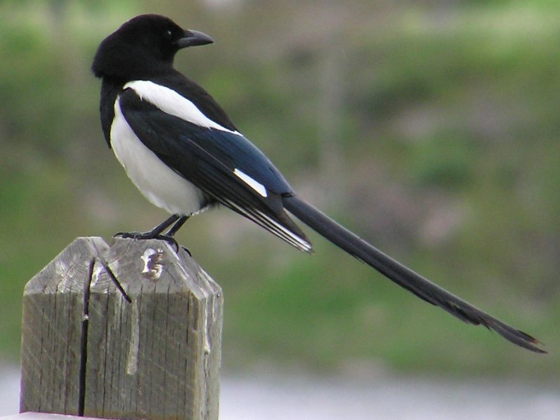 Magpie - сорока