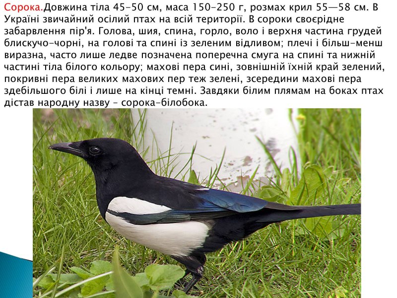 Коричневая сорока