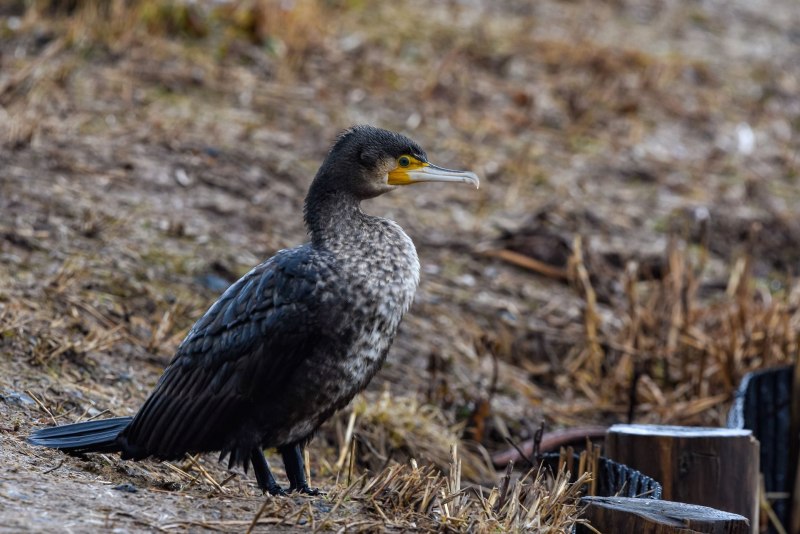 Большой Баклан Phalacrocorax Carbo