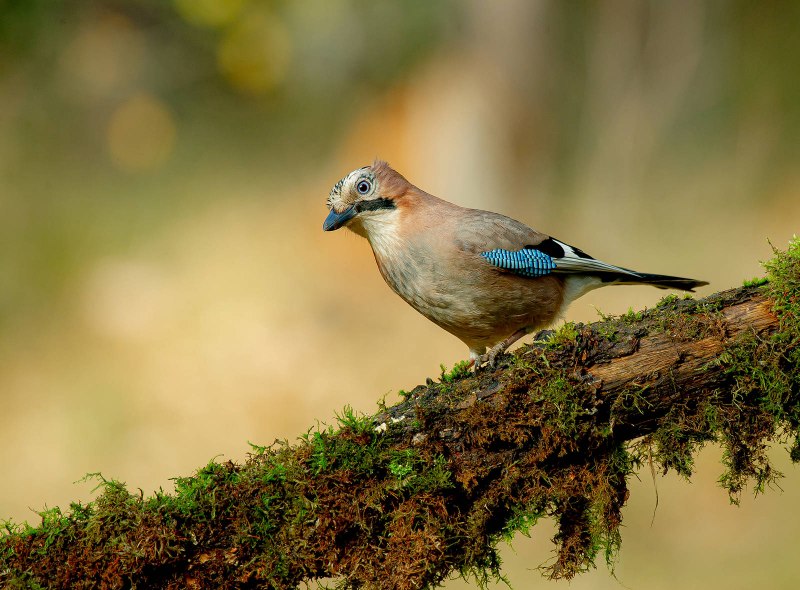Гималайская Сойка (garrulus lanceolatus)