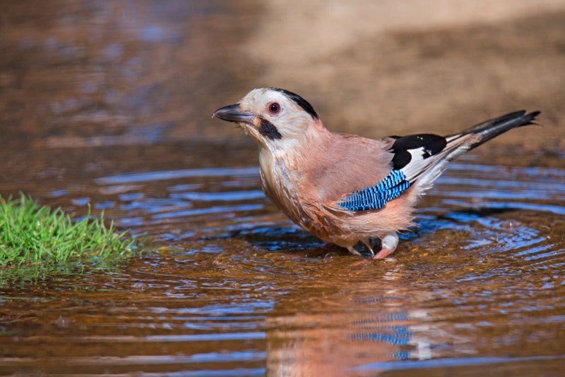 Сойка garrulus glandarius