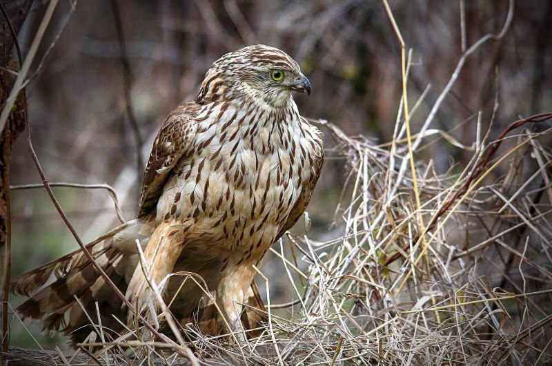 Тетеревятник (Accipiter gentilis)