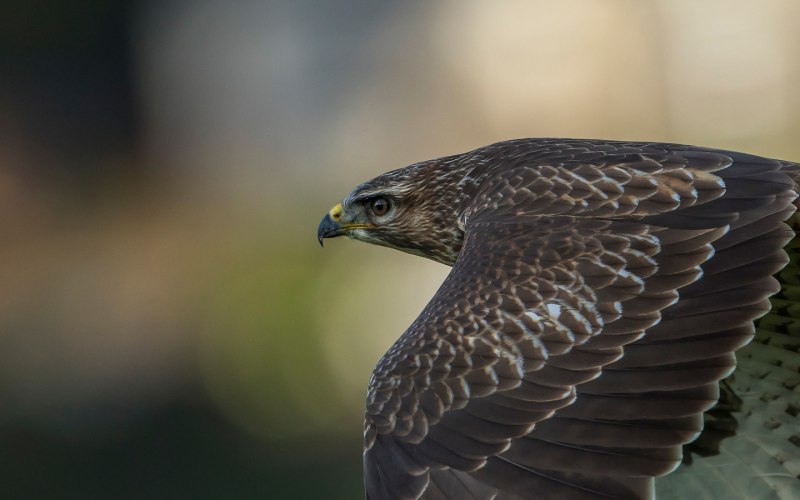 Accipiter nisus перепелятник