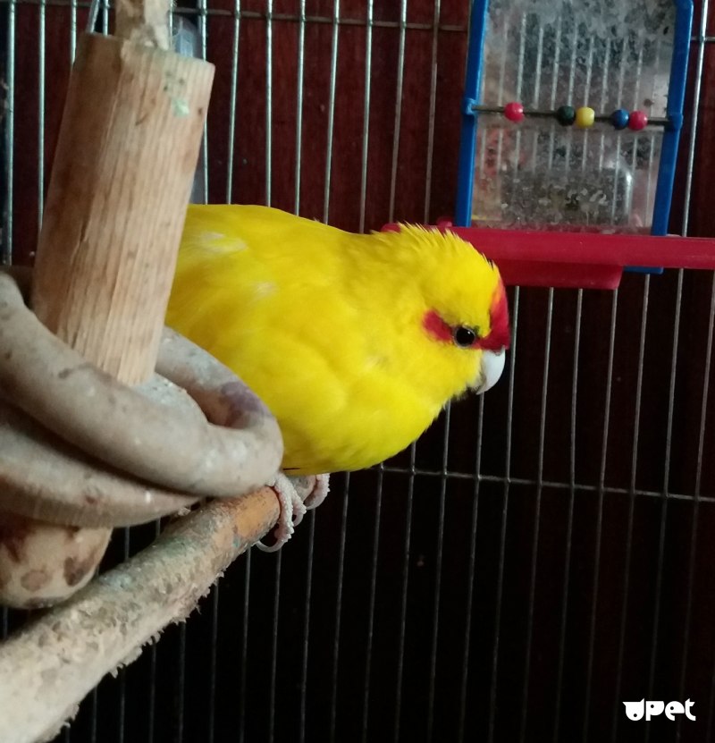 Какарики попугаи самец