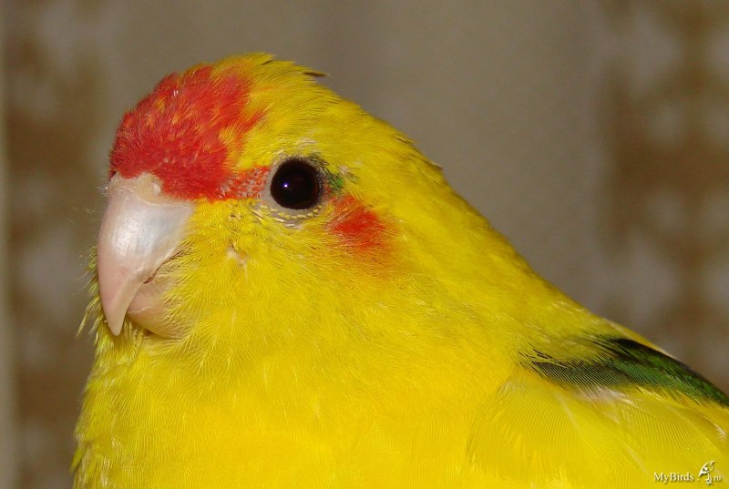 Какарик зеленый