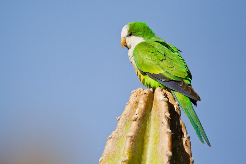 Myiopsitta monachus