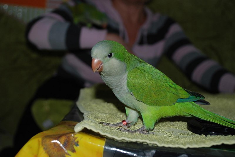 Myiopsitta monachus
