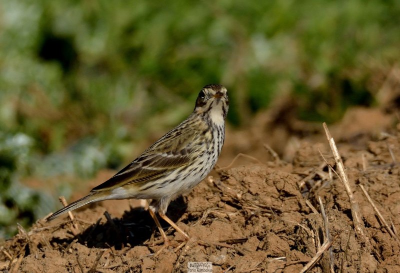 Конек Луговой Anthus pratensis
