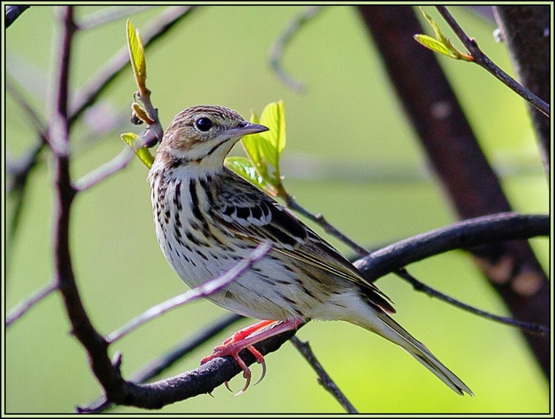 Конек Луговой Anthus pratensis