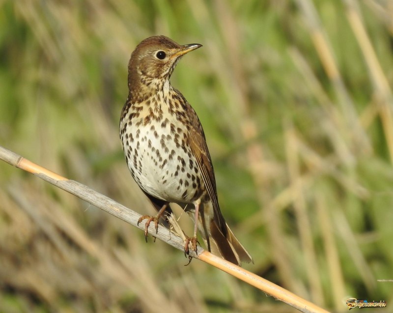 Anthus pratensis