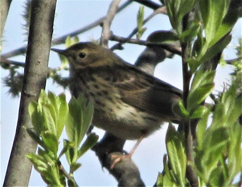 Конек Луговой Anthus pratensis