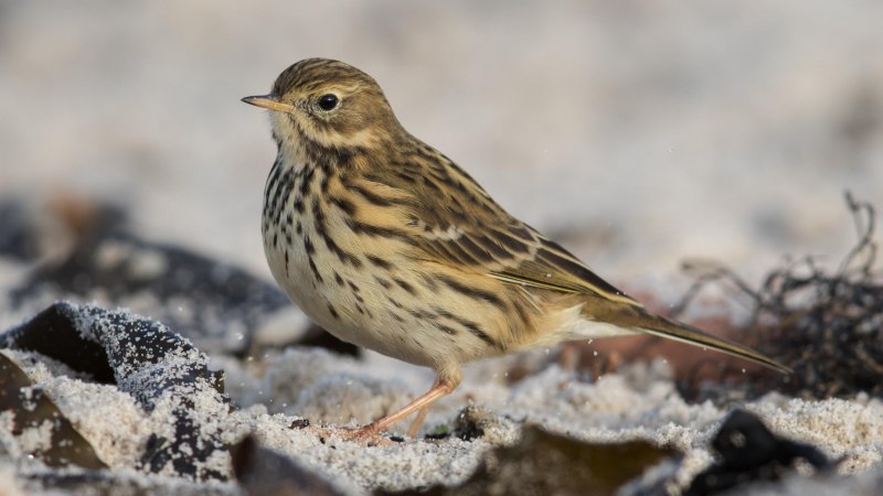 Chorthippus (Chorthippus) dorsatus