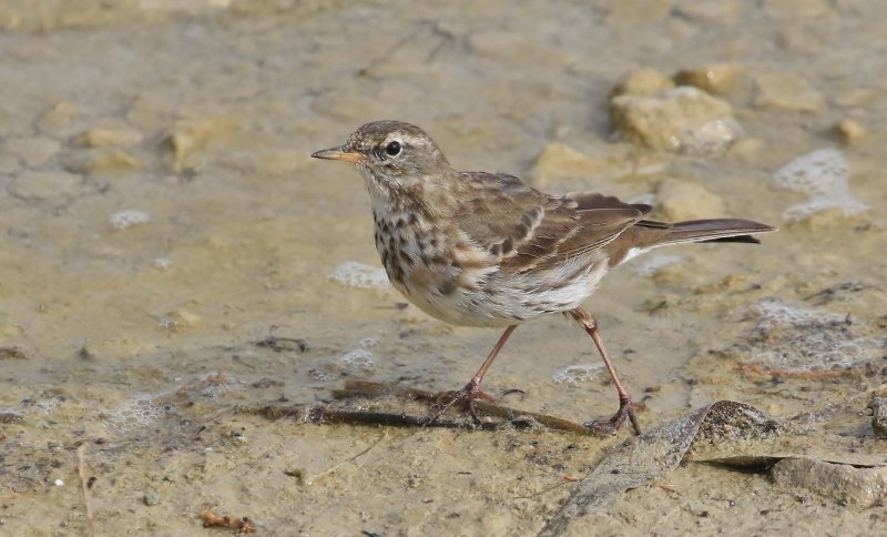 Конек Луговой Anthus pratensis