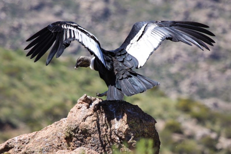 Кондор (Vultur gryphus)