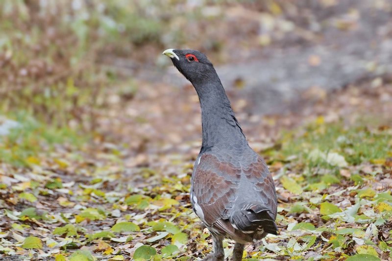 Чернобрюхий Глухарь Tetrao urogallus Major