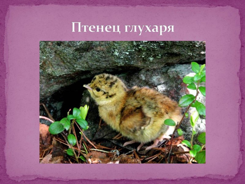 Отряд куриные презентация