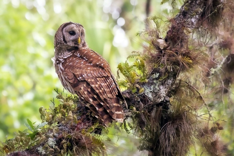 Fringilla COELEBS
