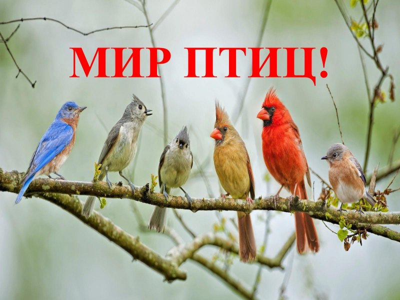 Мир птиц надпись