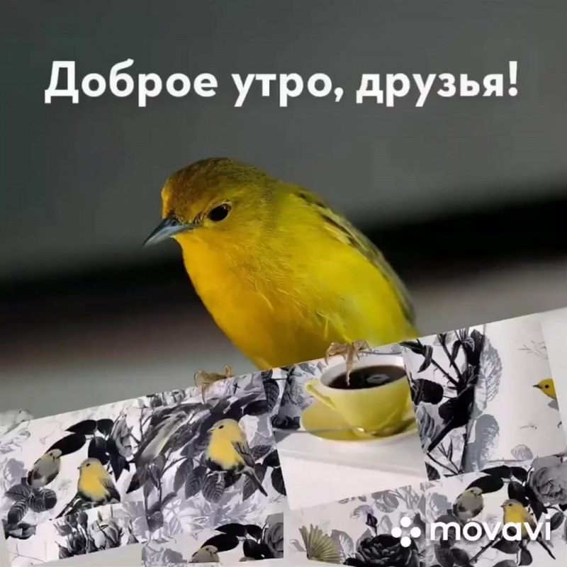 С добрым утром птички