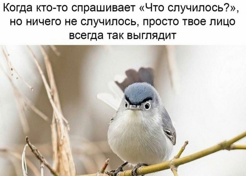 Шутки про птиц