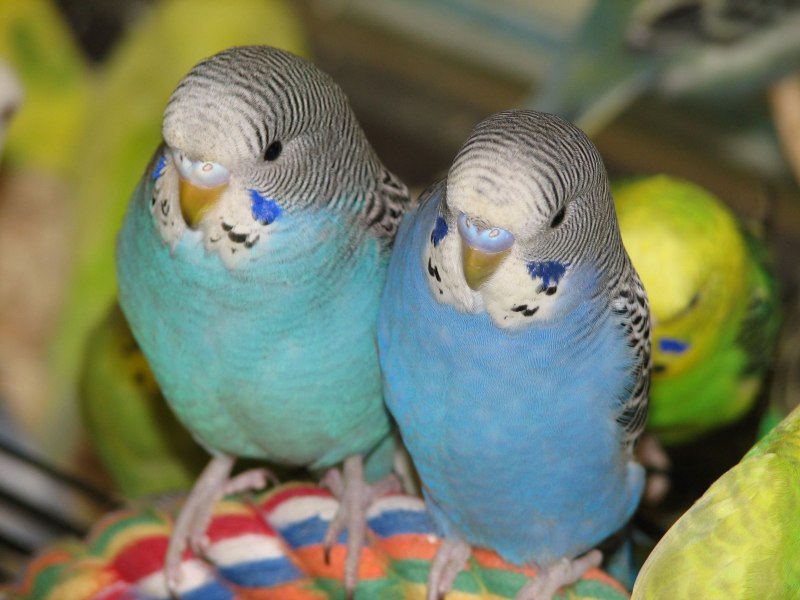 Попугайчик волнистый (Melopsittacus undulatus)