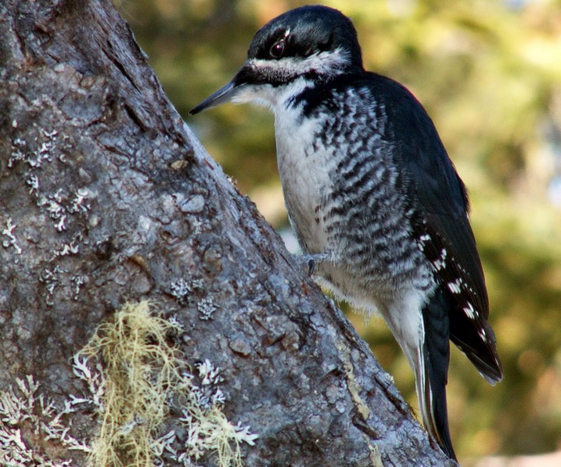 Зеленый дятел -Picus viridis Linnaeus (1758)