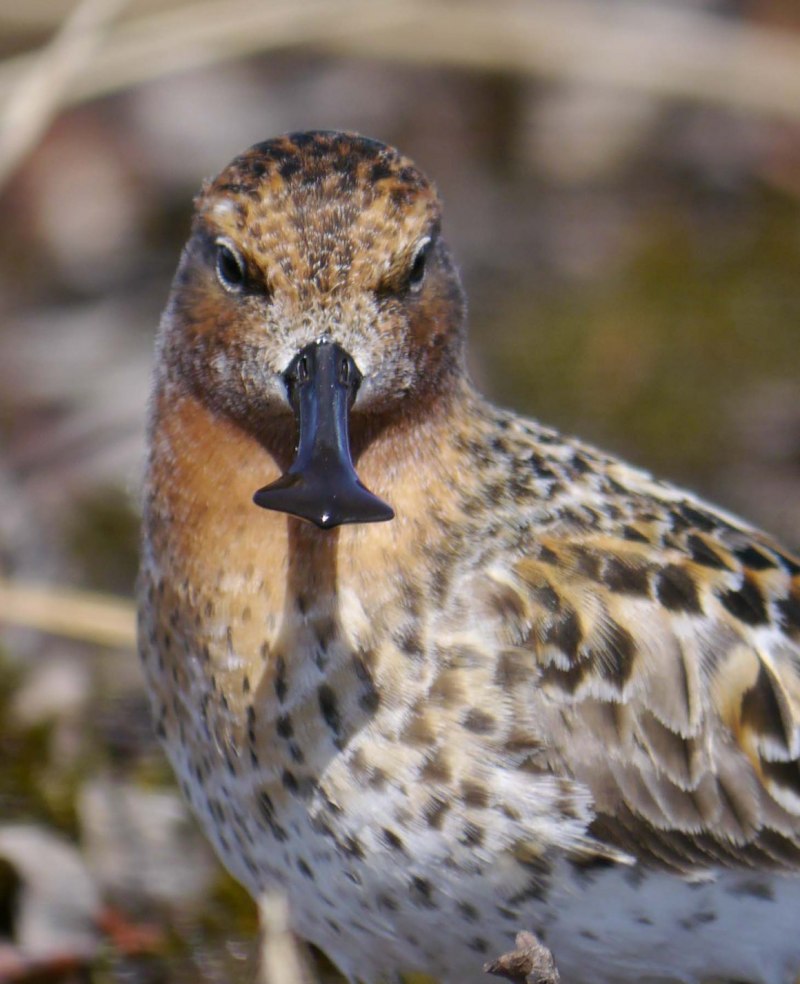 Лопатень – Eurynorhynchus Pygmeus