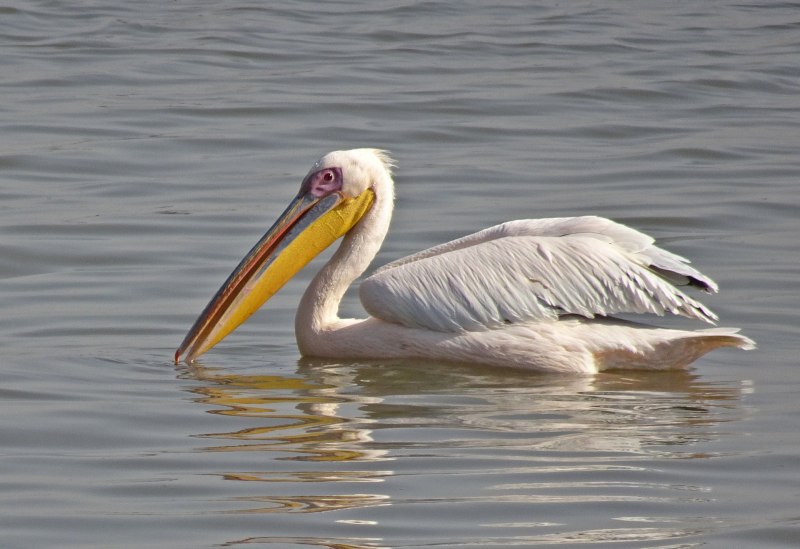 Пеликан кудрявый (Pelecanus crispus)