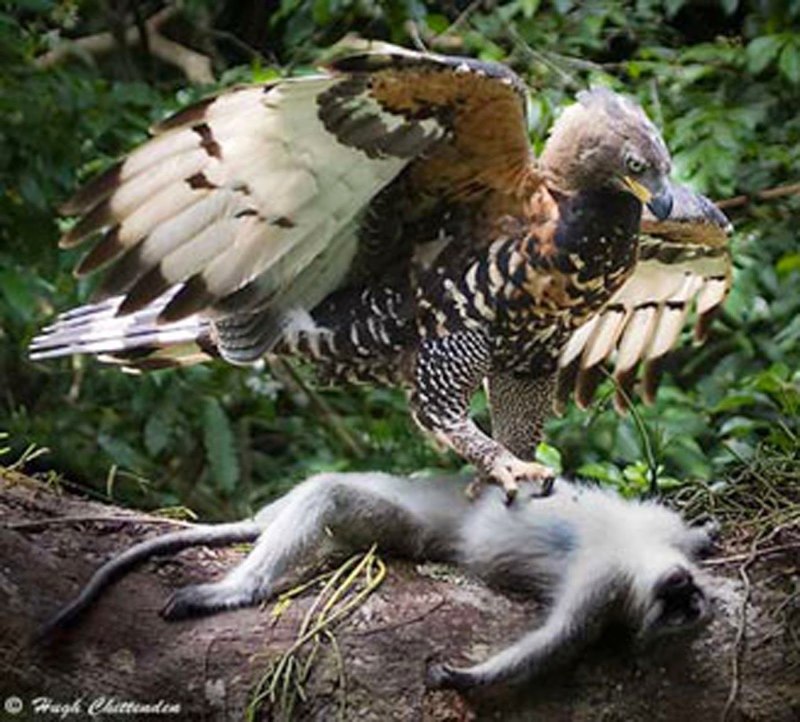 Лилия bald Eagle