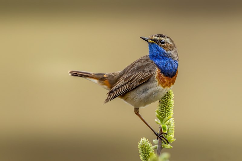 Птичка с синей грудкой похожа на воробья как называется фото