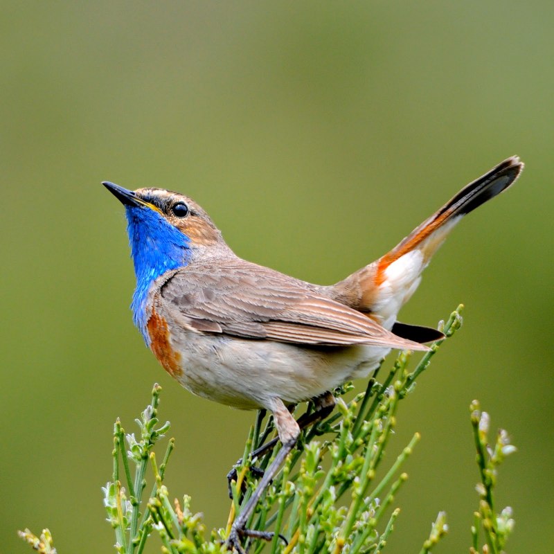 Маленькая птица с синей грудкой (32 фото)