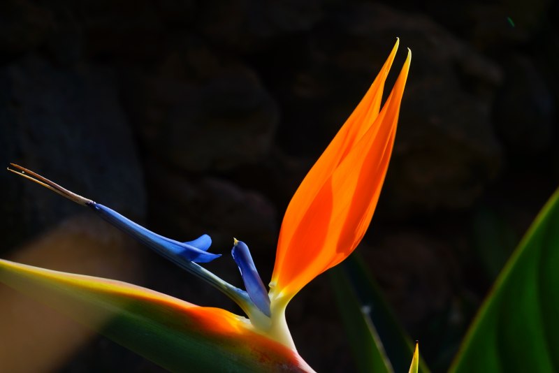 Стрелиция Strelitzia caudata