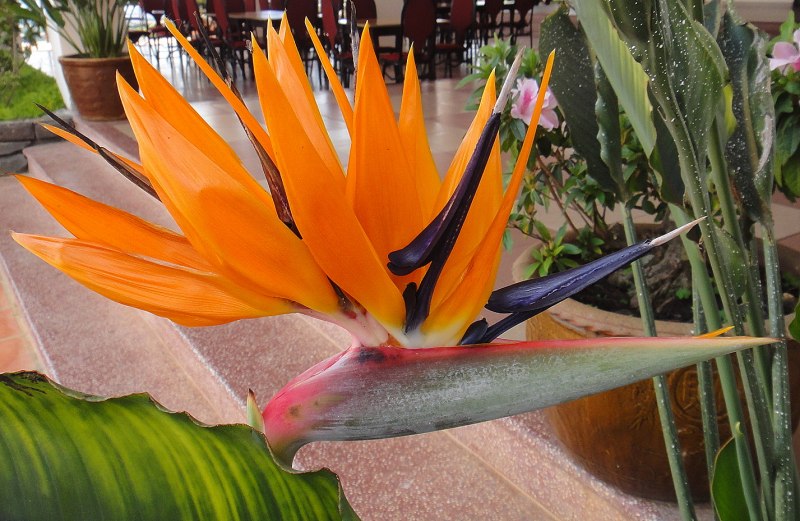 Strelitzia Color Palette