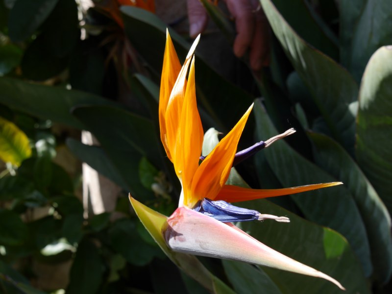 Bird of Paradise цветок