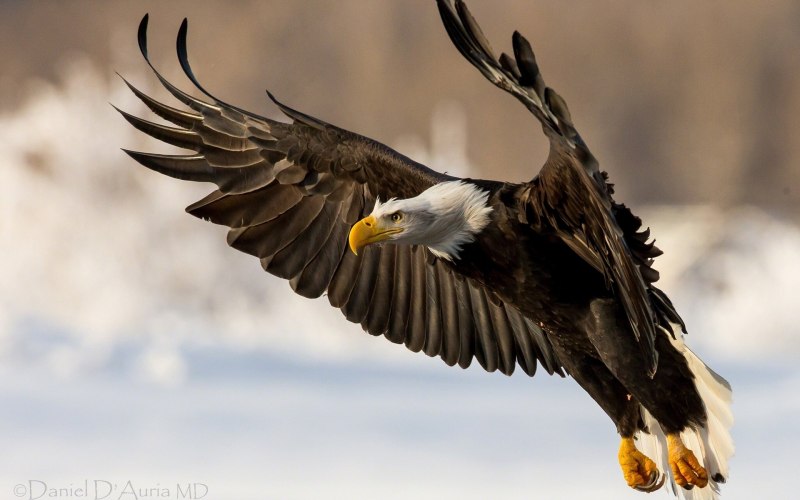 Bird Flap Wings