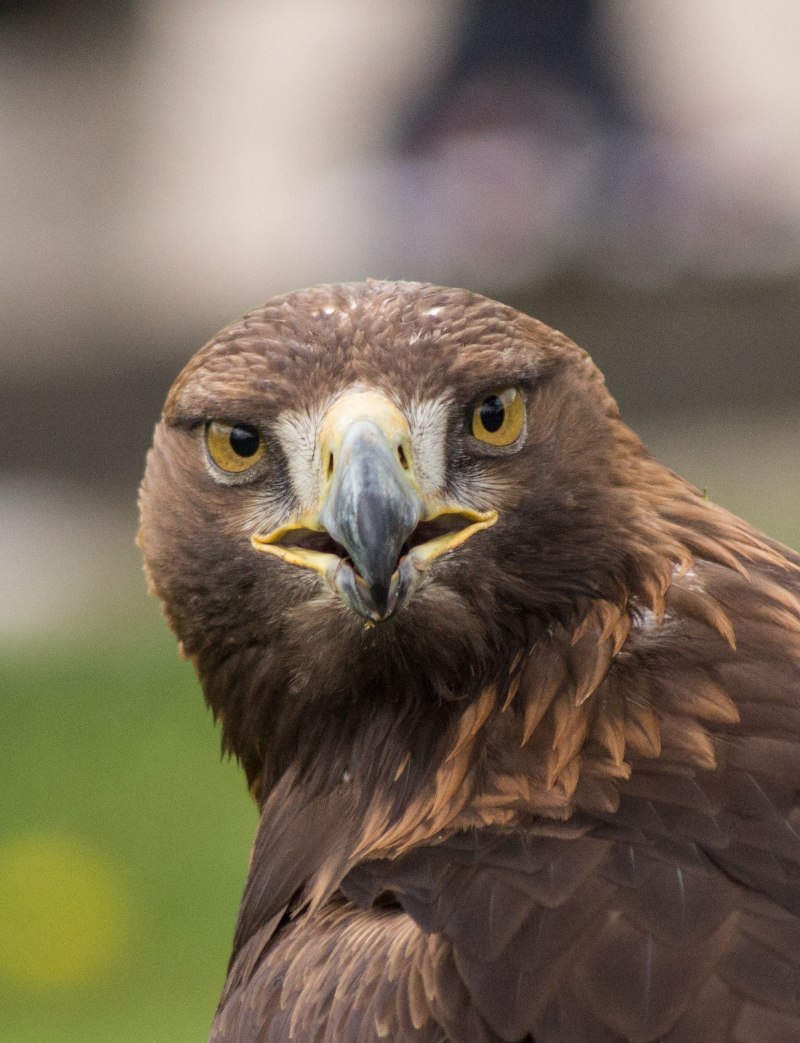 Беркут Aquila chrysaetos (Linnaeus, 1758)