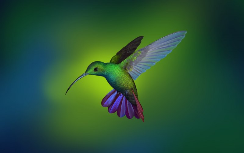 The Hummingbirds группа