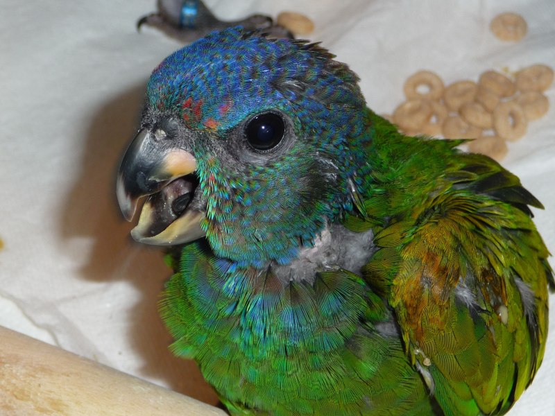 Pionus Baby Parrot