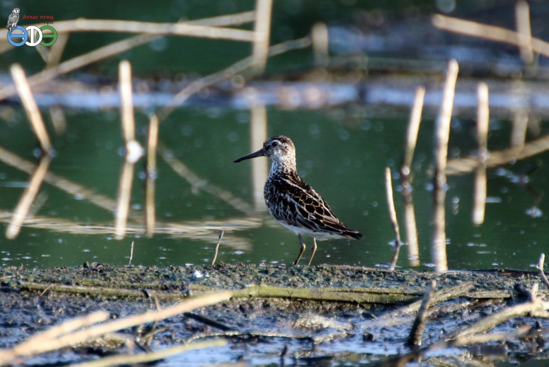 Broad billed Sandpiper