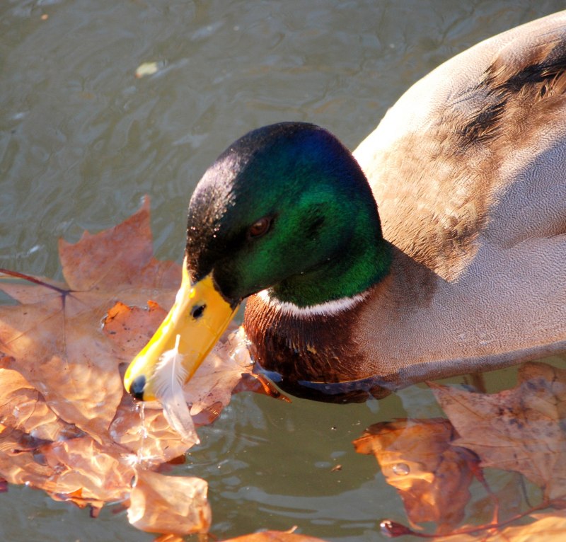Семейство Утиные (Anatidae)