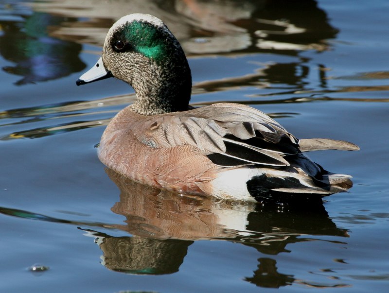 Отряд Гусеобразные anseriformes