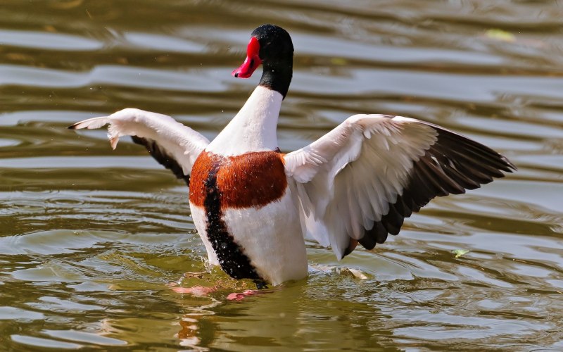 Отряд Гусеобразные anseriformes