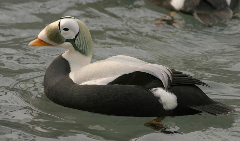 Speculanas specularis