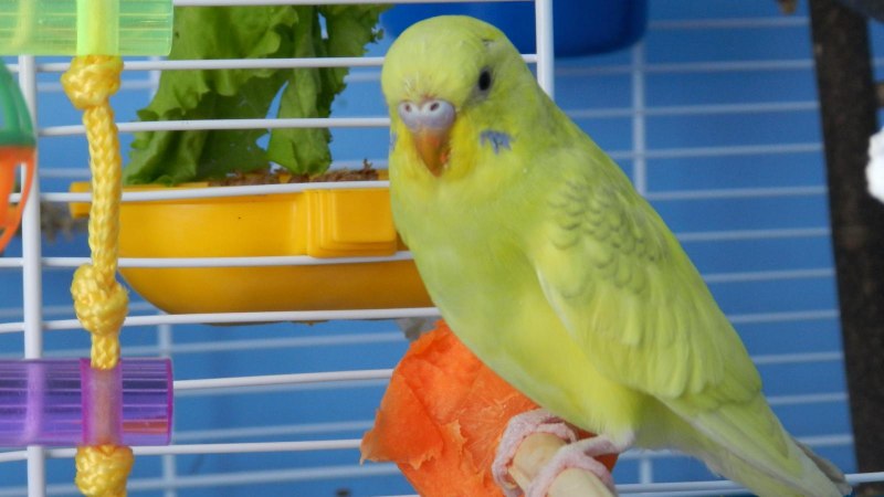 Попугайчик волнистый (Melopsittacus undulatus)