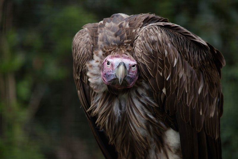 Lappet faced Vulture