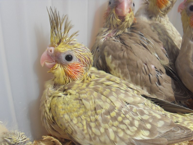 Попугай корелла самец